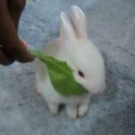 cute Bunny Baby Rabbit playing at House