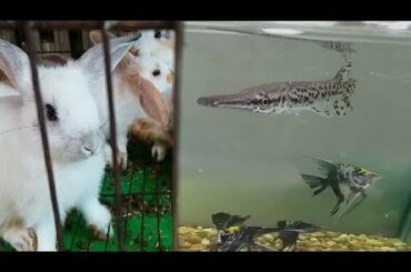 I found Cute fish and Rabbit in pet shop