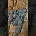Cute newborn bunnies for Rs 500/- comment down below for sale