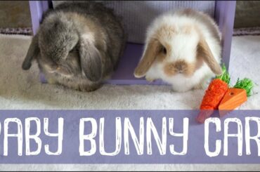 Bunny Update - 4 Weeks Old + Baby Bunny Care