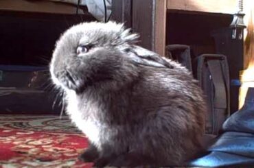 Cute bunny checks actin crazy