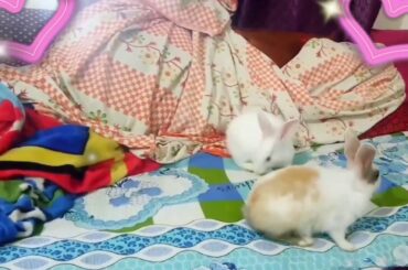 must watch. the cutest and fastest bunny. happy bunnies