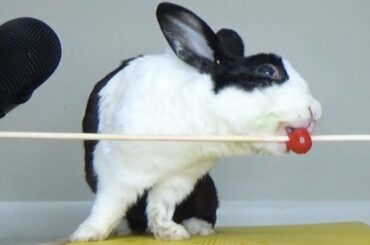 Rabbit eating tomatoes ASMR
