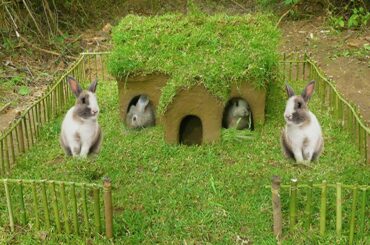 Build A Pretty Rabbit House A Beautiful Pine For Them