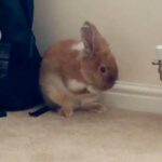 Simba the bunny rabbit washing his face - super cute bunny cleaning and preening