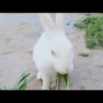 Rabbit cute baby funny video khargosh baby funny video latest funny videos 2019