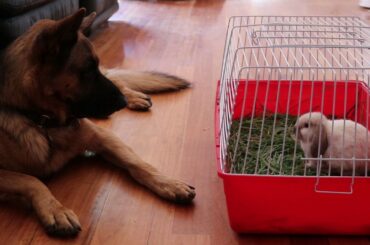 My german shepherd falls in love with another male --a baby rabbit ( what the  F)