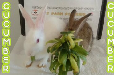 Rabbit eating cucumber peel & Rabbits Romeo and Juliet