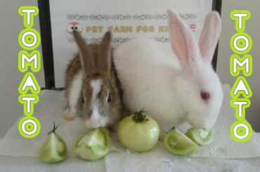 RABBİT EATİNG GREEN TOMATO ASMR