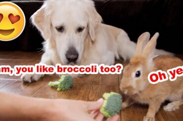 Dog and Rabbit Eat Vegetables Together [Cuteness Overload]