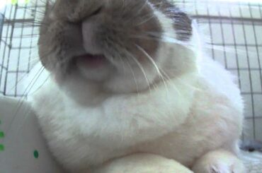 Cute bunny licking his lips