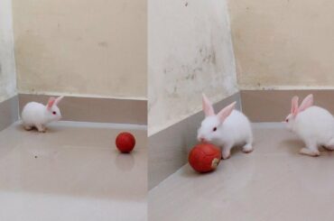 My Cute Bunny Rabbits Play With Ball || Playing Bunny Rabbits || Funny Bunny Rabbits || Funny Pets