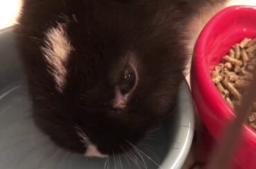 CUTE BUNNY ASMR DRINKING AND EATING