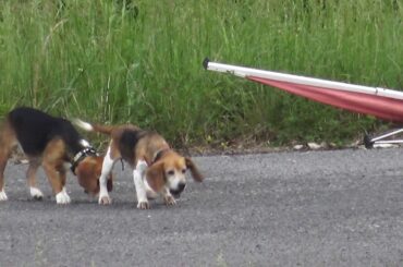 Skyview's Beagles Baby Rabbit Cross Blacktop