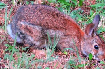 Baby Rabbit and Mother Squirrel Updates