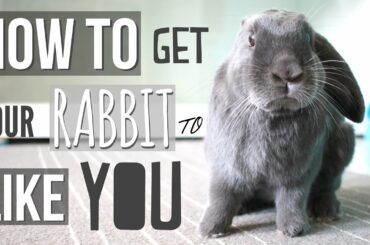 How To Get Your Rabbit To Like You