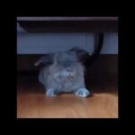 Cute TickTock bunnies ❤️❤️