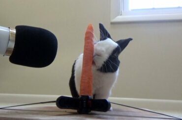 Rabbit eating crunchy carrot ASMR