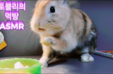 귀여운 토끼의 먹방  토블리의 ASMR (cute Rabbit eating) 탐구!