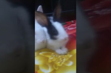 Baby bunny loving each other (licking) and trying to sleep | baby rabbit cleaning himself