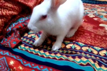Cute Rabbit playing at bed।Rabbit playing