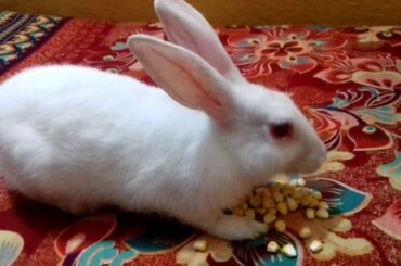 Rabbit eating corn।cute Rabbit eating ।pet Rabbit