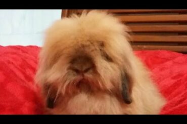 Kelinci Fuzzylop Cute Rabbit