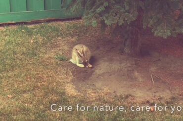 Cute Rabbit - Sharing Nature - Reduce Toxins for Cleaner Living