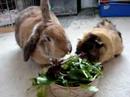 Cute bunny and guinea pig eating