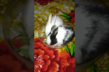 Tiny 2 weeks Rabbits eating their Greens #baby #babyrabbit #blackandWhite #cute