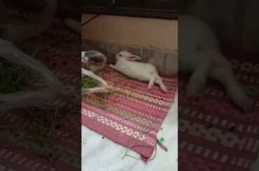 Baby Rabbit