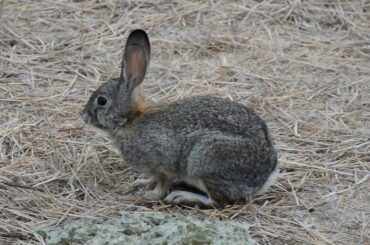 Being Homeless In Style: Is It Possible? Also, Cute Bunnies ^_^*