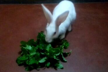 Hungry Rabbit ।Animals for kids।cute animals