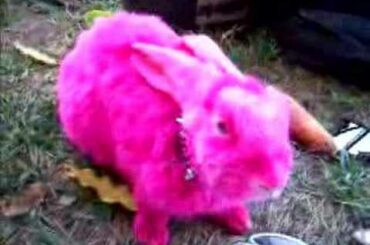 Pink Rabbit