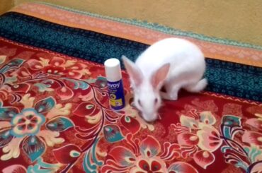 Cute Rabbit try to play।how to play with rabbit ।animals for kids