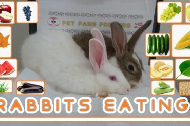 Cute Rabbits Eating Compilation 2019