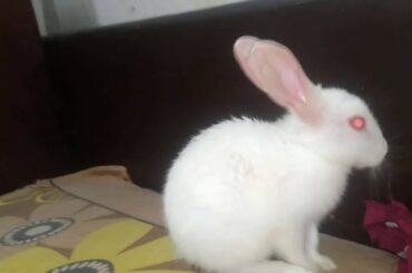 Bugs and Lola playing | baby rabbits like exploring | baby rabbits are the cutest | cute bab rabbits