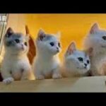 Cute baby animals   Cutest moments of puppies, kittens and pets