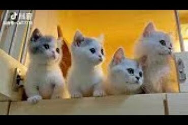 Cute baby animals   Cutest moments of puppies, kittens and pets