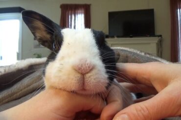 Rabbit breathing in time to music