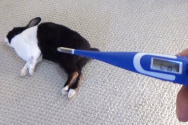 Waking a sleeping rabbit with a thermometer
