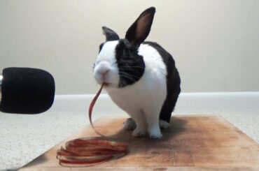 Rabbit eating entire apple peel ASMR