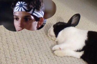 Sleeping rabbit dreaming about the karate kid