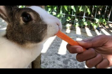 SUPER CUTE BUNNIES! (Cuteness overload)