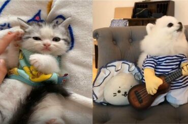 Cute Baby Animals Videos Compilation Cute Moment Of The Animals - Cute Puppies #1