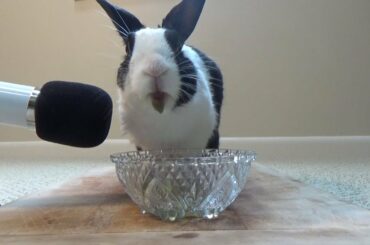 Rabbit drinking juice and squeaking ASMR