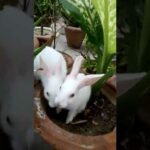 Cute bunnies in the garden