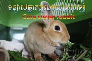 Cute clever rabbit, at my aunt's house