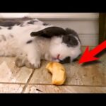 Waking up rabbit with banana
