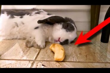Waking up rabbit with banana